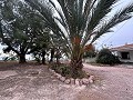 2 Landhäuser in Novelda in Real Estate Alicante