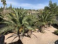 Villa with 3 Beds & 2 Bathrooms Walk to town in Novelda in Real Estate Alicante