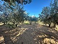 Casa de campo para reformar en Jumilla in Real Estate Alicante
