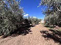 Casa de campo para reformar en Jumilla in Real Estate Alicante