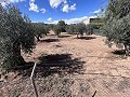 Casa de campo para reformar en Jumilla in Real Estate Alicante