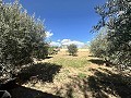 Casa de campo para reformar en Jumilla in Real Estate Alicante