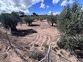 Casa de campo para reformar en Jumilla in Real Estate Alicante