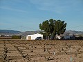 Amplia casa de campo con piscina y viñedo in Real Estate Alicante