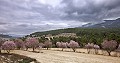 Finca met 7 slaapkamers en 8 badkamers in Alcoy in Real Estate Alicante