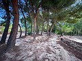 Prachtig veld met renovatiepotentieel in Almansa in Real Estate Alicante