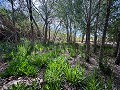 Prachtig veld met renovatiepotentieel in Almansa in Real Estate Alicante