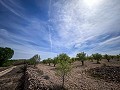Prachtig veld met renovatiepotentieel in Almansa in Real Estate Alicante