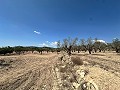 Charming country house to renovate in Monóvar in Real Estate Alicante