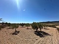 Huge building plot in Cañada Del Trigo in Real Estate Alicante