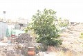4 Bed Village House with Land in Real Estate Alicante