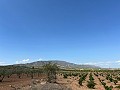 Large Parcel of Land with Olive Trees in Real Estate Alicante