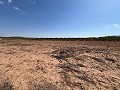 Large Parcel of Land with Olive Trees in Real Estate Alicante