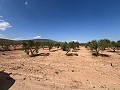 Large Parcel of Land with Olive Trees in Real Estate Alicante