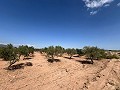 Large Parcel of Land with Olive Trees in Real Estate Alicante