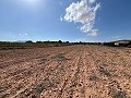 Large Parcel of Land with Olive Trees in Real Estate Alicante