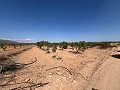Large Parcel of Land with Olive Trees in Real Estate Alicante