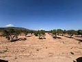 Large Parcel of Land with Olive Trees in Real Estate Alicante