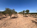 Large Parcel of Land with Olive Trees in Real Estate Alicante