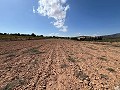 Large Parcel of Land with Olive Trees in Real Estate Alicante