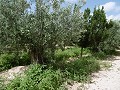 Estupendo chalet a 4 km de Yecla in Real Estate Alicante