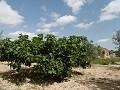 Estupendo chalet a 4 km de Yecla in Real Estate Alicante