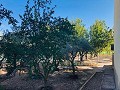 Country Home with Renovation Potential and Endless Opportunities in Yecla in Real Estate Alicante